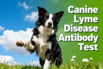 Tástáil Antashubstainte Galar Canine Lyme: Cad ba Chóir do Ghairmithe Tionsca...